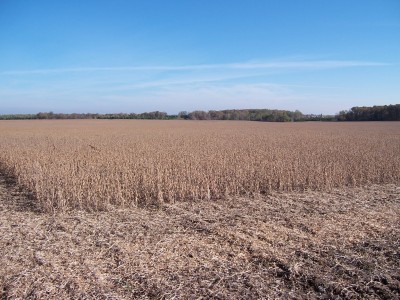 Soybean Food Plots, The Best Food Plot Choice Most Of The Time ...