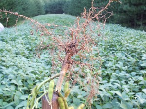 This is the root of a soybean plant.  You can see the nodules or colonies where the bacteria live and fix atmospheric nitrogen for the plant to use.  By tilling in green soybeans you are able to take advantage of this process in legumes for the next crop.