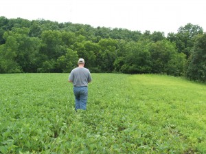 We like to broadcast in disc in brassicas on the edges of our soybean plots.  Here, we have a soybean plot next to an alfalfa plot.  We are planting the brassicas right down the middle between the two.  