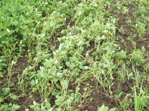 When you disc in the beans, we go over them about like this.  Really, you are trying to get the beans tilled in for the nitrogen and break the ground for seed contact.  This level of tillage is plenty.