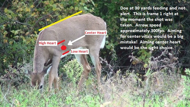 Deer Reaction After Being Shot With Arrow 