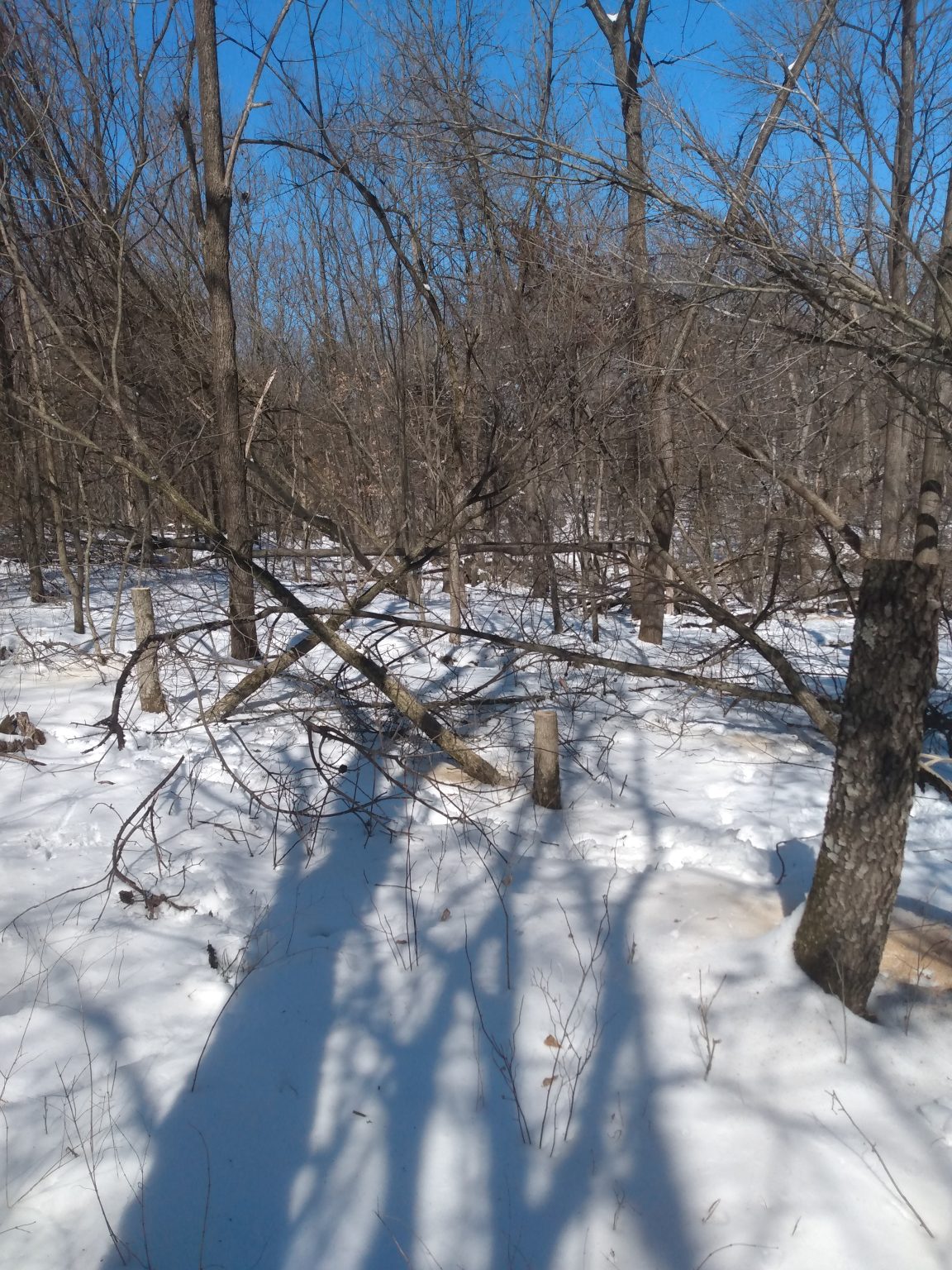 Overseeding Soybeans with Winter Rye!Iowa Outfitters/ Whitetail Habitat ...