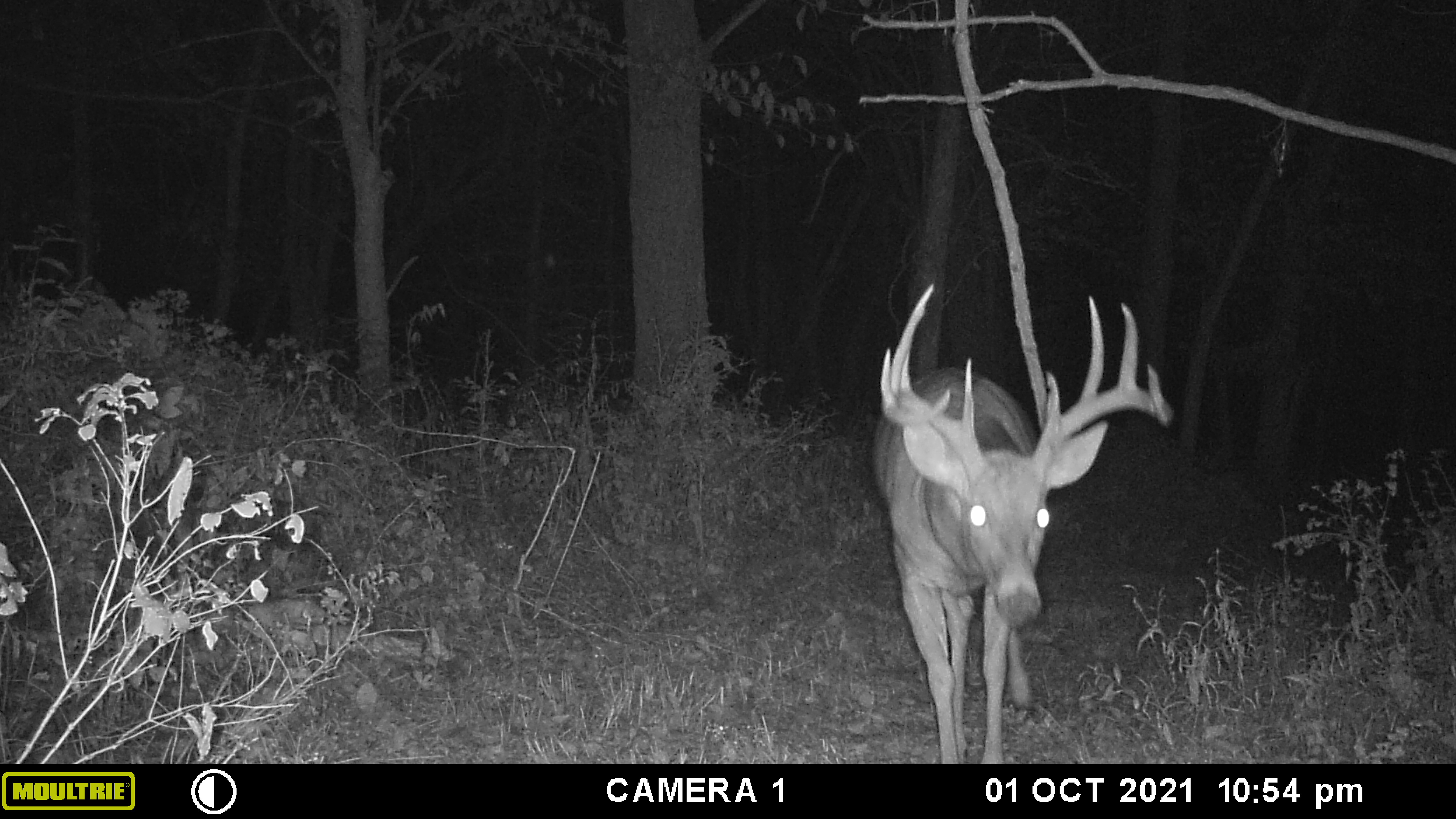 No Name Shows Back Up Whitetail Habitat Consulting Full Potential 